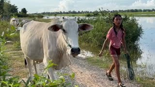 ក្មេងស្រីពីអ្នកឃ្វាលគោប្រទះឃើញក្របីកើតកូនមួយហ្វូងក្បែលឆ្កែ.. 