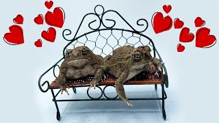 Toads vs. Worms | Valentines Special by Hopp'in Help 518 views 1 year ago 7 minutes, 8 seconds