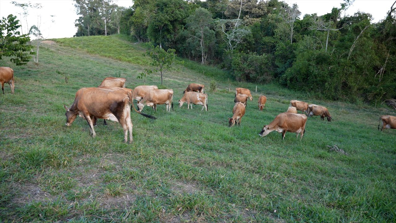 Pecuária leiteira com mais lucro e qualidade