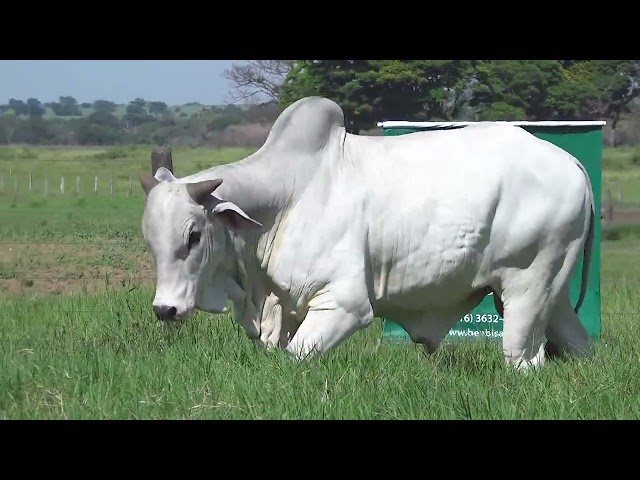 lote 22   brmg 3806 mp4 1080p