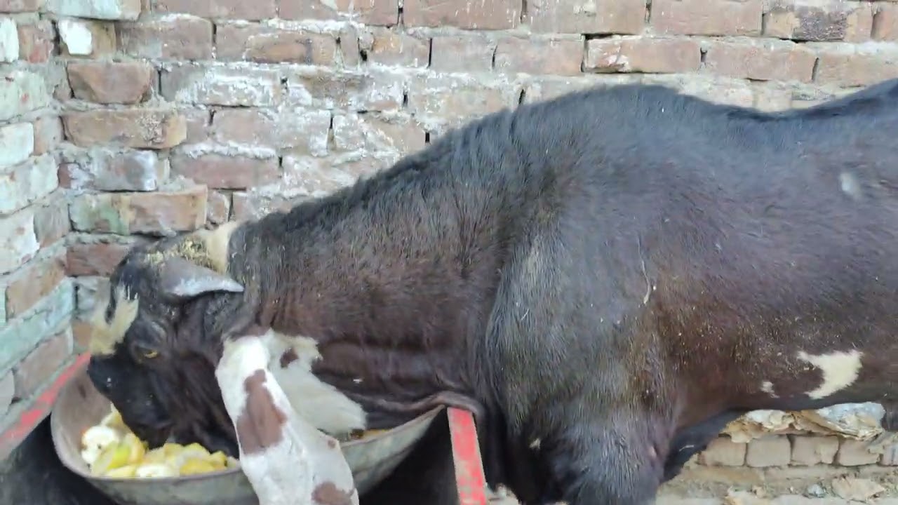 💥 Secret Revealed: Diet & Crossing Fee of Laal Badshah 👑 | Barkat Goat Farm Multan | 