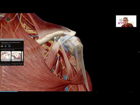 Vídeo: On és el tendó del bíceps?