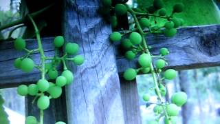MVI_4965.AVI