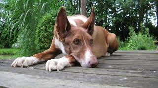 Podenco Valenciano | Facts, History & Characteristics by All Animal Breeds 147 views 2 years ago 2 minutes, 1 second