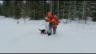 صيد أرنب بري  في الثلج . يا سلام رياضة الصيد مفيدة جدا للانسان   .        #فنلندا   #الثلوج #أرنب