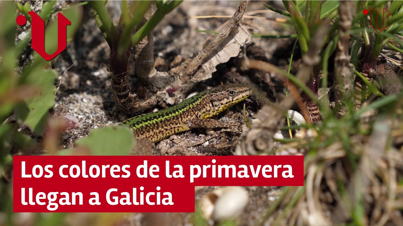 Los colores de la primavera en Galicia