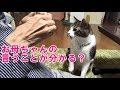 お母ちゃんの言葉を理解できるとしか思えない猫こむぎ