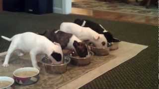 12 Bull Terrier Puppies Eating