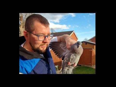 Videó: Hogyan lehet megszabadulni a galamboktól az erkélyen: tippek