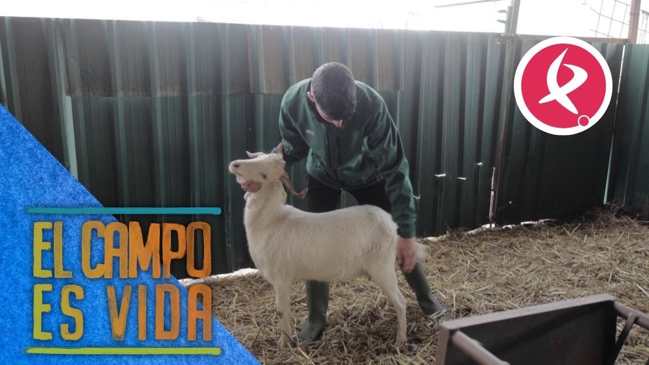 La raza blanca celtibérica es la favorita de Jose | El campo es vida
