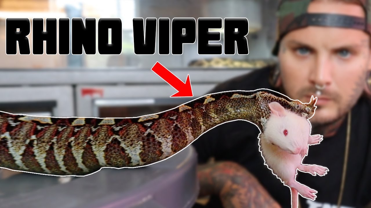 Worlds Fastest Striking Venomous Snakes Tyler Nolan YouTube worlds-fastest-striking-venomous-snakes-tyler-nolan-youtube