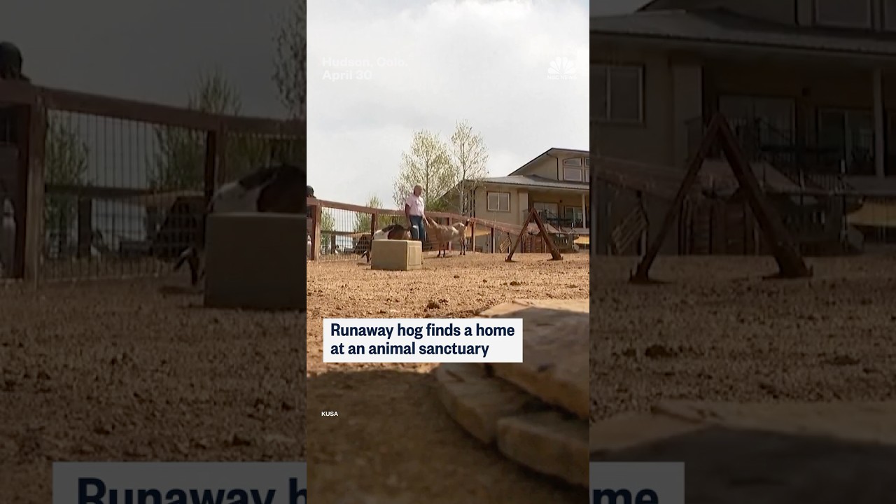 Runaway hog finds a home at an animal sanctuary
