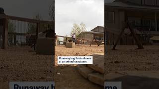 Runaway hog finds a home at an animal sanctuary