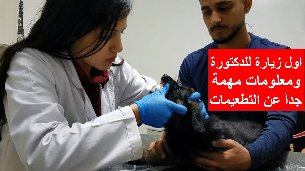 اول زيارة للدكتورة بكلبي ( جيرمن شيبرد ) تشامب ومعلومات مهمة جدا عن التطعيمات والاكل الصحي