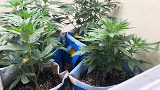 How to grow weed 2024 rs11, jelly donutz, animal cake