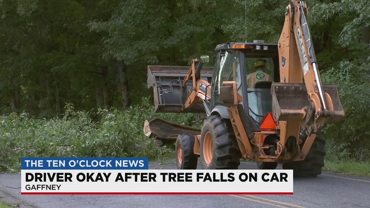 Driver unharmed after tree falls on car - YouTube
