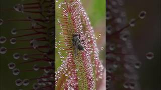 Bugs getting destroyed by carnivorous plants (sundew time-lapse) #plants