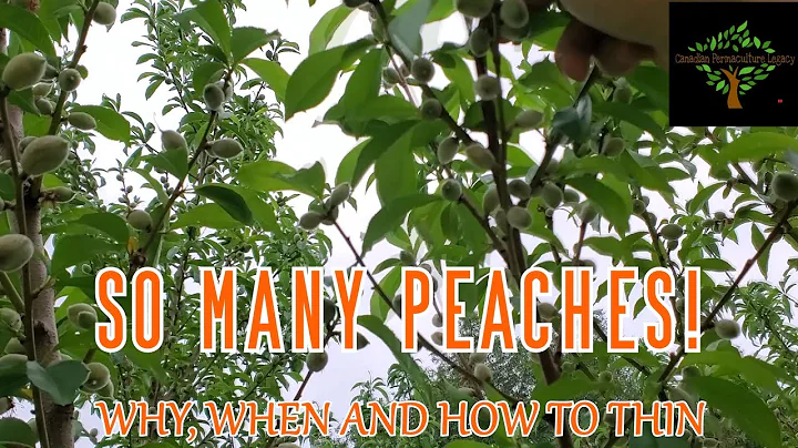 Thinning my peach tree to improve yield and health of the tree - DayDayNews