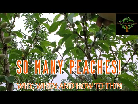 Vidéo: Peach Tree Fruit Drop : Raisons pour lesquelles les fruits tombent d'un pêcher