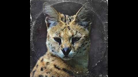 Weak Link 115bpm sample by @poolooloop