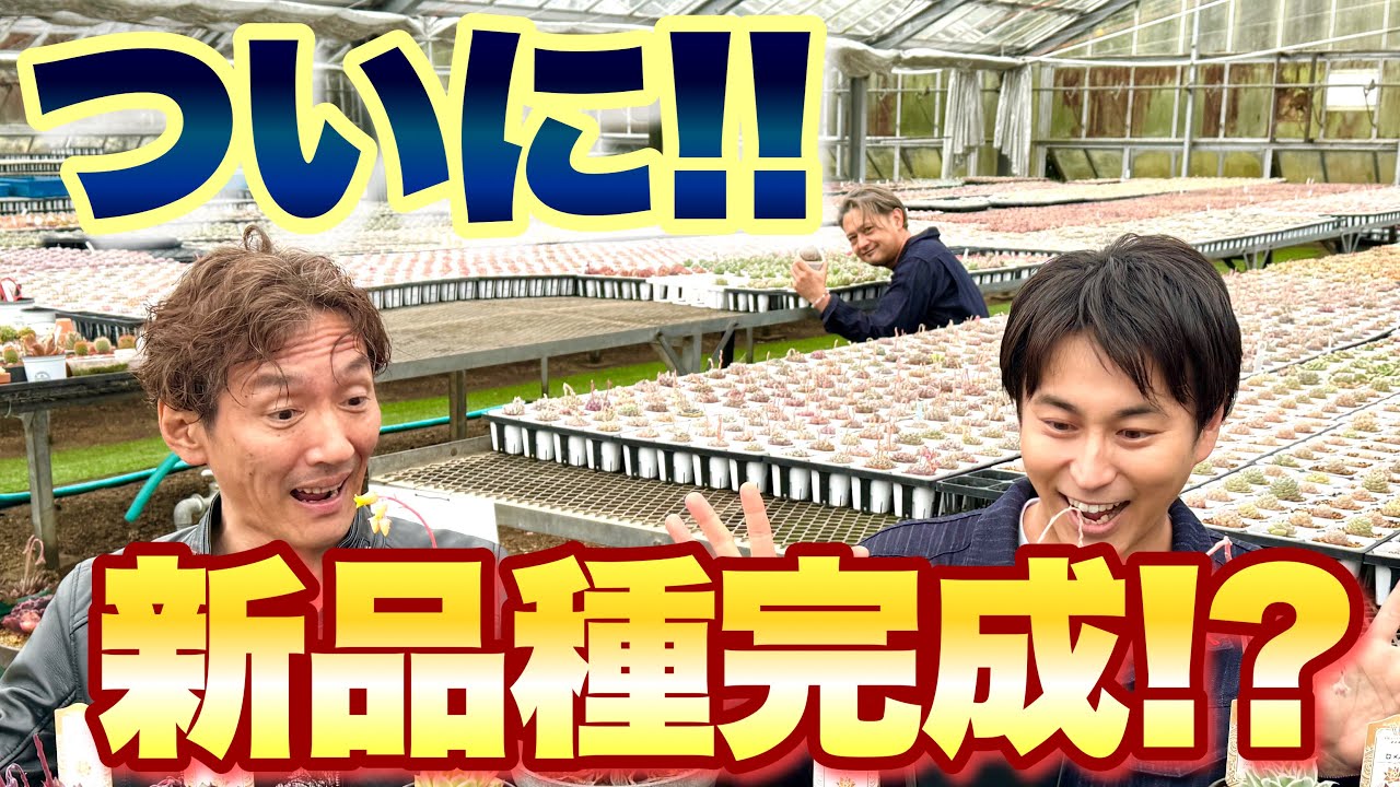 多肉植物】ついに新品種完成！？【多肉の冒険④】【ガーデニング