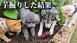 犬と猫を連れて芋掘りしたら楽しすぎてこうなっちゃいました...