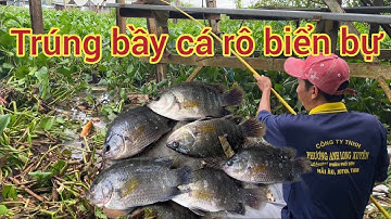 Câu cá sông hậu,Trúng bầy cá rô biển bự bự cá ăn giựt đã tay.