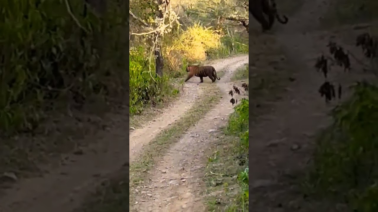 Tiger & Panther In Sariska Tiger Reserve Alwar       
