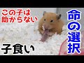 【閲覧注意】ハムスター子食いの瞬間。生まれたその日に食べられる悲劇。