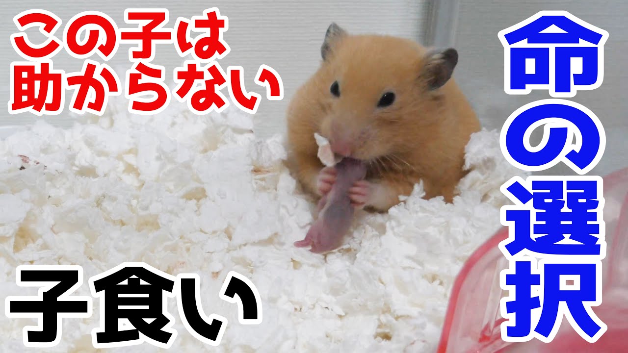 閲覧注意 ハムスター子食いの瞬間 生まれたその日に食べられる悲劇 Youtube