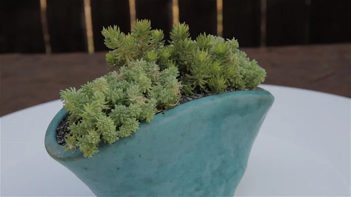 Groundcover Succulents   Sedum hispanica “Spanish Stonecrop” & Sedum reflexum anglium