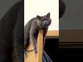 Cat, Why Are You All Up There? Come Down! 😹⬇️😂 #cat #catvideos #funny #youtubeshorts #shorts #comedy
