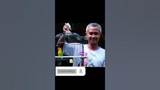 WOW!!! THE MOST EXPENSIVE LOVEBIRD IN THE WORLD #shorts #lovebird #kusumo #lovebirdkusumo