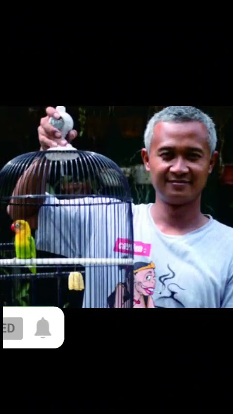 WOW!!! LOVEBIRD TERMAHAL DI DUNIA #shorts #lovebird #kusumo #lovebirdkusumo