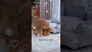 Tiny paw prints lead to the cutest culprit#cat#kitten#cute#catvideos#shorts