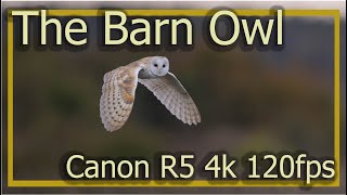 The Barn Owl in Super Slow Motion - Canon R5 4k 120fps by Darrell Towler 148 views 1 year ago 8 minutes, 5 seconds