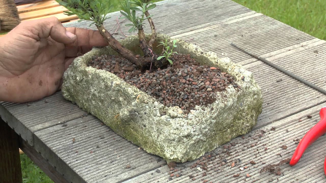 wurzeln bambus Bambus-Wurzelsperre Nature kaufen main image 0