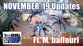 November 19 Updates Ft M Balfouri