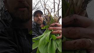 Foraging for Wild Leeks AKA Ramps