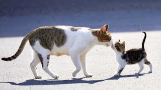 La mamá está alimentando a los bebesitos#funny #gatos divertido