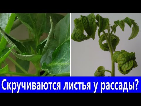 Скручиваются листья у рассады! 5 причин почему скручиваются листья и что можно сделать.