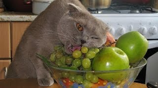 Funny Cat Eating by the Fork like Human. Смешная Кошка Ест Вилкой Как Человек. Funny Cat Eating by the Fork like Human. Смешная Кошка Ест Вилкой Как Человек.