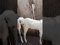 Sulliya goat farm goatfarm shorttrendingshorts virelshorts goat toptrending