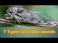 7 Types Of Cicada Sounds Cicada Insect Sound Cicada Insect Insect Sounds 