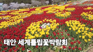 태안 세계튤립꽃박람회 튤립 코리아플라워파크 Flower