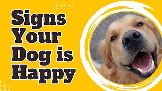 15 Signs Your Dog is Happy | Understanding Your Pup's Joy 🐾😊