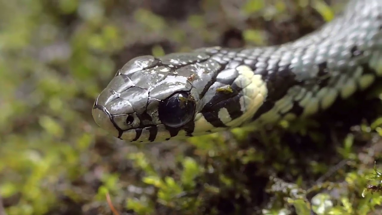 Forseti - Empfindsamkeit Legendado PT-BR