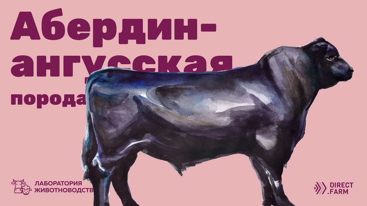 Абердин - ангусская мясная порода коров