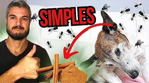 Como tratar ferida na ponta da orelha do cachorro?