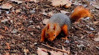 Ankara Sincabı Fiko  #nature #squirrel #keşfet